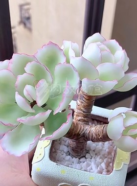 多肉植物 伯克利锦 稀少高端贵货自然锦颜色独特带盆栽好美观