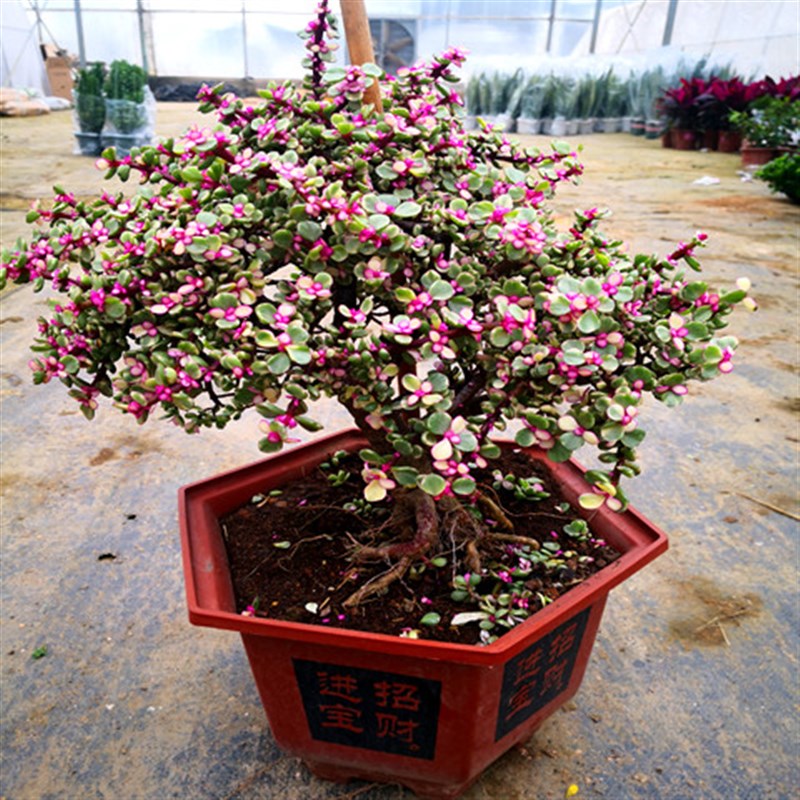 多肉植物 老桩 雅乐之舞 多肉 盆栽花卉室内绿植 进化空气包邮