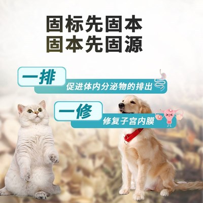 猫咪狗狗子宫宫产后内膜炎蓄脓护理积液母犬假孕宠物感染清