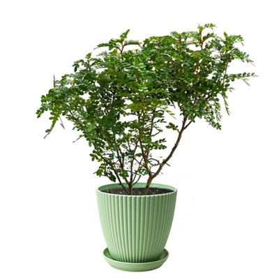 正宗清香木盆栽胡椒木大棵绿植室内驱蚊虫草植物树苗老桩盆景花卉