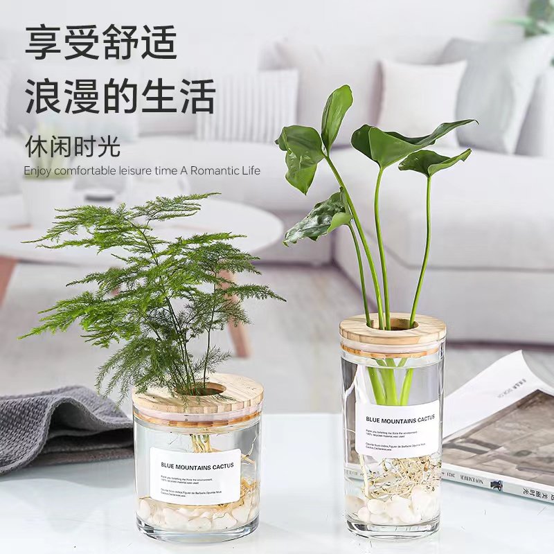创意绿萝水培植物玻璃透明养花花瓶插花容器花盆器皿桌面装饰摆件