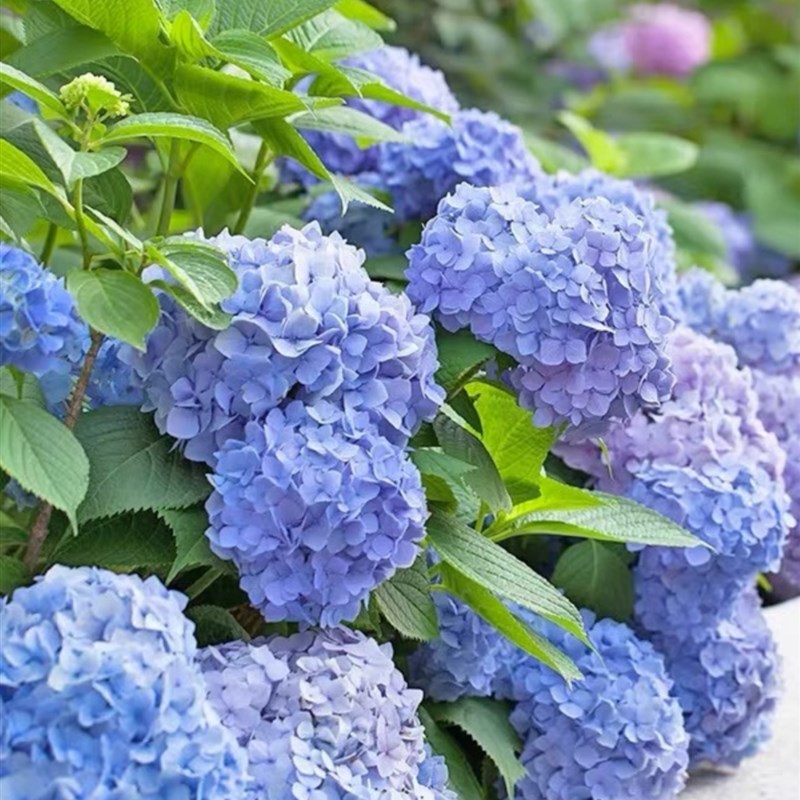 绣球花苗盆栽无尽夏开花好养四季花卉植物室内阳台庭院花园绿植