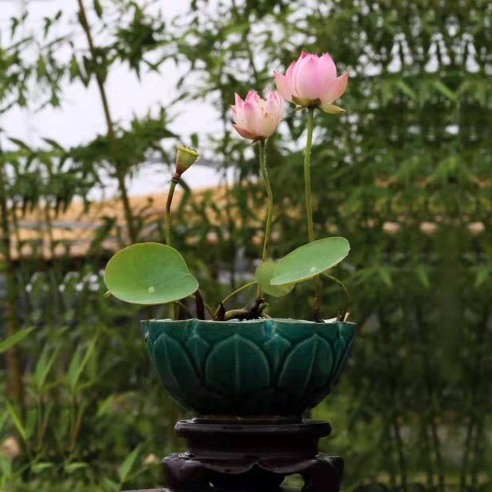 碗莲种藕鞭校长家微型迷你小荷花块根茎带芽苞水生观赏室内外花卉