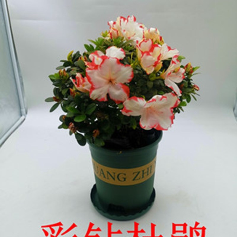 四季开花映山红杜鹃花苗盆栽室内庭院植物杜娟花树状盆带花苞发货