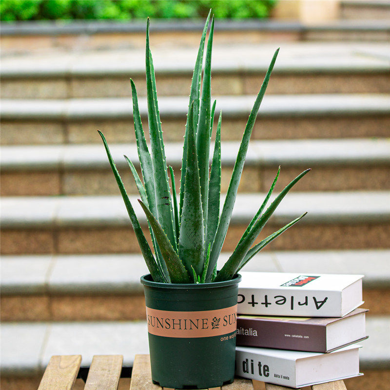 大芦荟盆栽美容院专用室内阳台室外庭院好养四季植物净化空气绿植,鲜花速递/花卉仿真/绿植园艺,绿植,淘宝优惠券,粉丝福利购,淘宝优惠卷