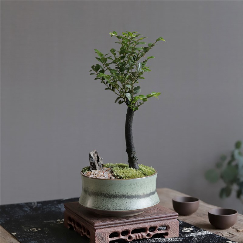 小叶紫檀黑骨茶办公室桌面驱蚊四季常青净化空气招财造景绿植盆栽