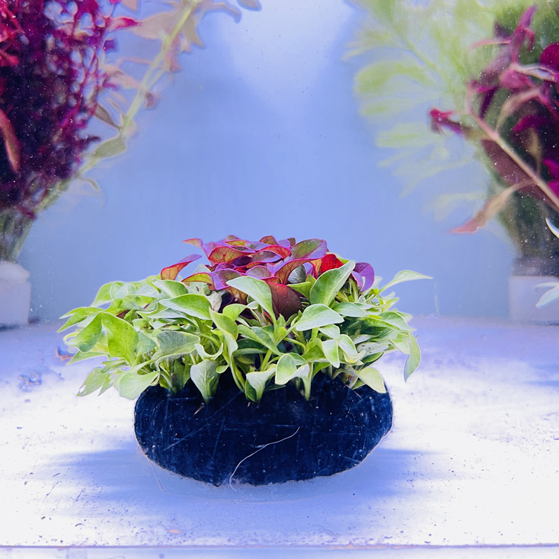 鱼缸淡水植物造景装饰前景坨草红波绿波混合坨草新手无需二氧化碳