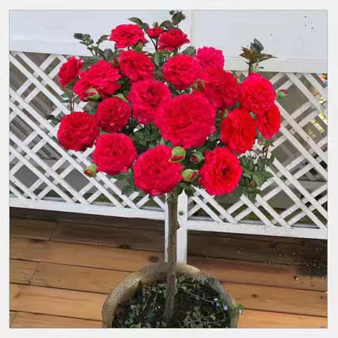 树桩月季花苗特大花嫁接四季树状棒棒糖月季树苗盆栽花卉植物庭院
