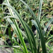 春剑红尊 带花苞发货 超低价 兰花兰草苗绿植园艺绿色植物盆栽