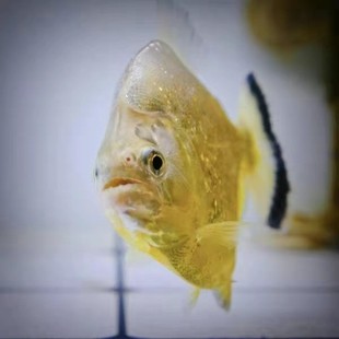 旧金山黄钻水虎鱼S属淡水热带猛鱼精致美观中型群养观赏猛鱼包活