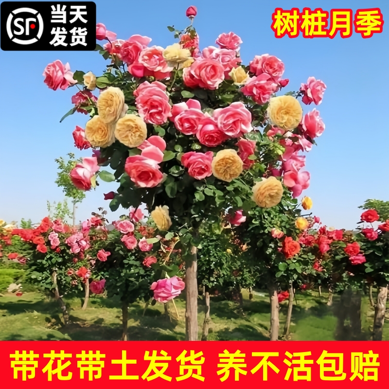 树状月季花苗特大四季开花卉阳台盆栽植物嫁接树桩棒棒糖高杆玫瑰