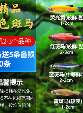 淡水斑马鱼热带观赏鱼长尾翼长科孔雀小型小鱼红绿灯鳍蝶好养活鱼
