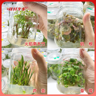 高强度组培琼脂粉培养基实验细菌食用菌培养营养agar性能稳定包邮