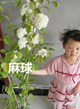 中木绣球斗球南北方种植白麻球室外庭院地栽阳台