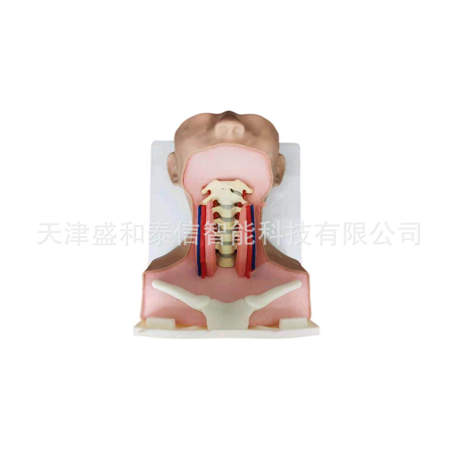 京天津河北LAF山东静输卵管管手术训练北模型心脏动脉介入模型血