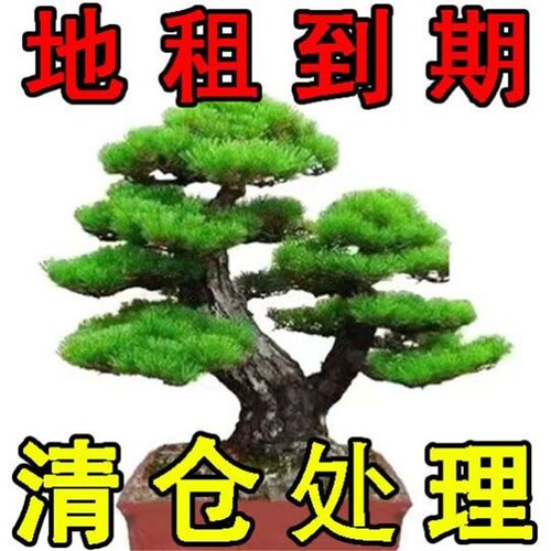 迎客松盆景室内外松树绿植卉小季地柏真树造型树老桩
