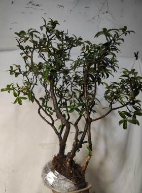 杂木花卉野桂花盆景老桩野桂花高山刺柏火棘盆景野枇杷高山杜鹃