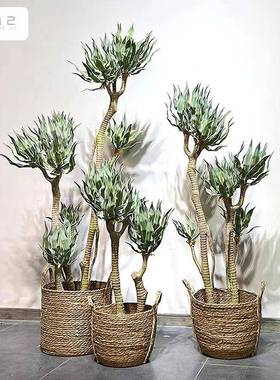 仿zj845632波叶金边龙舌兰绿植舌假树大型室内摆设厅家居绿真植金