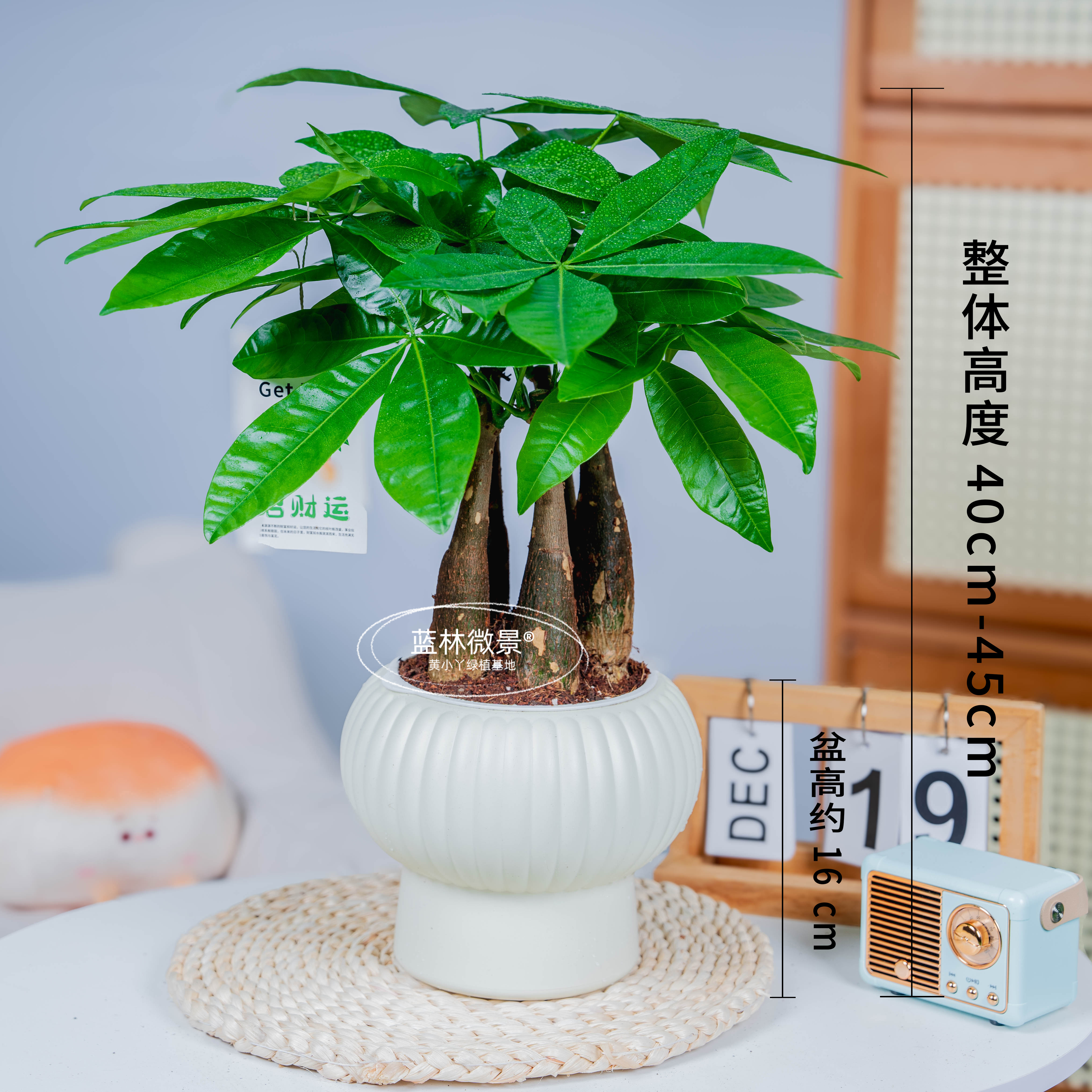 五福临门发财树盆栽室内绿植