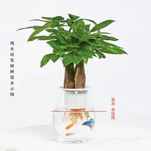 【无土水培】三杆发财树客厅盆办公室摆件花卉绿植水养实拍好养活