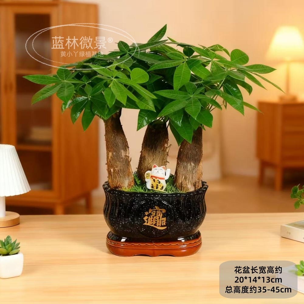 三杆发财树桌面陶瓷盆景客厅发财树适用客厅办公室鲜活开业绿植