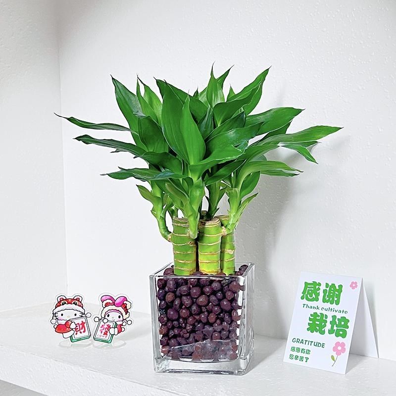 文昌竹4支富贵竹带根金榜题名室内盆栽高考书桌节节高绿植转运竹,鲜花速递/花卉仿真/绿植园艺,绿植,淘宝优惠券,粉丝福利购,淘宝优惠卷