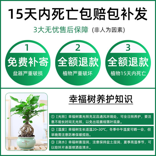 提根幸福树盆栽室内客厅观赏植物绿宝盆景四季常青好养易活花卉