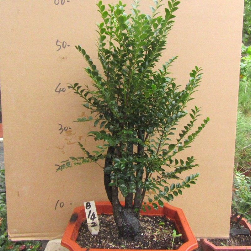 小叶檀香紫檀木盆景树桩室内绿植盆栽紫檀四季常青植物黑檀黑骨茶,鲜花速递/花卉仿真/绿植园艺,绿植,淘宝优惠券,粉丝福利购,淘宝优惠卷