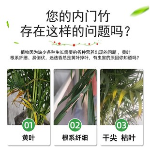 内门竹专用肥竹子急救叶子发黄黑斑烂根竹子黄叶药竹类通用营养液