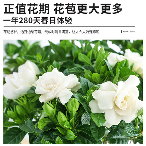 栀子花盆栽植物室内花卉带花苞阳台水培绿植大树苗四季好养茉莉花