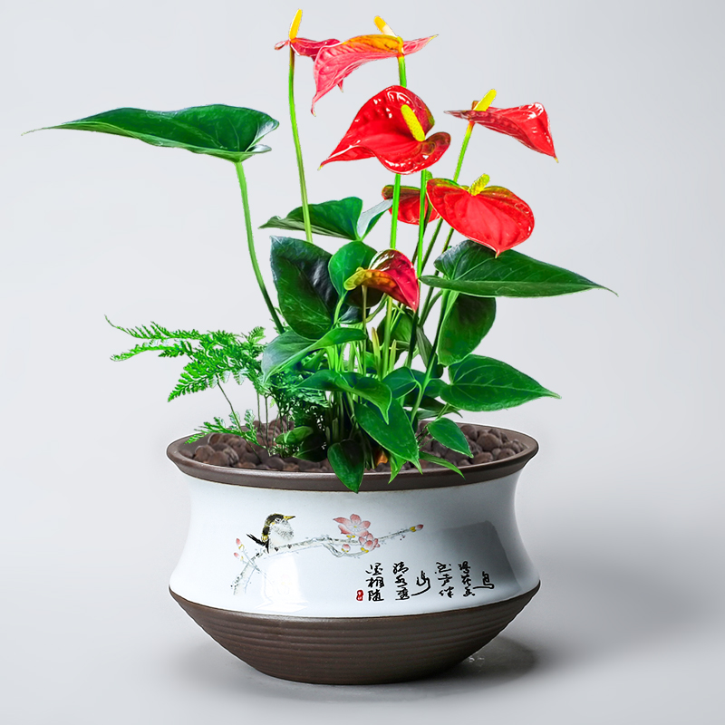 茉莉栀子蝴蝶兰花专用陶瓷花盆紫砂透气粗陶手绘带托盘懒人自吸水