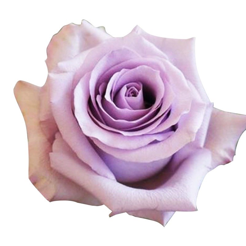 海洋之歌玫瑰花大苗盆栽切花月季四季大花淡紫色阳台庭院花卉绿植