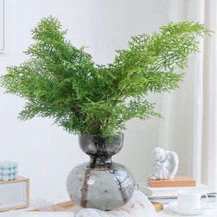 侧柏松鲜切枝云南直发室内水培植物家用插花圣诞节装饰新鲜真树