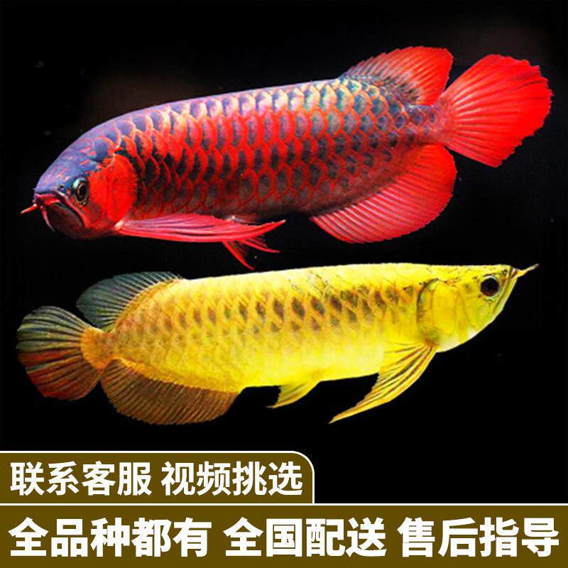 金龙鱼红龙鱼苗活体黄化银龙活鱼幼苗大型龙鱼幼鱼观赏鱼印尼小鱼