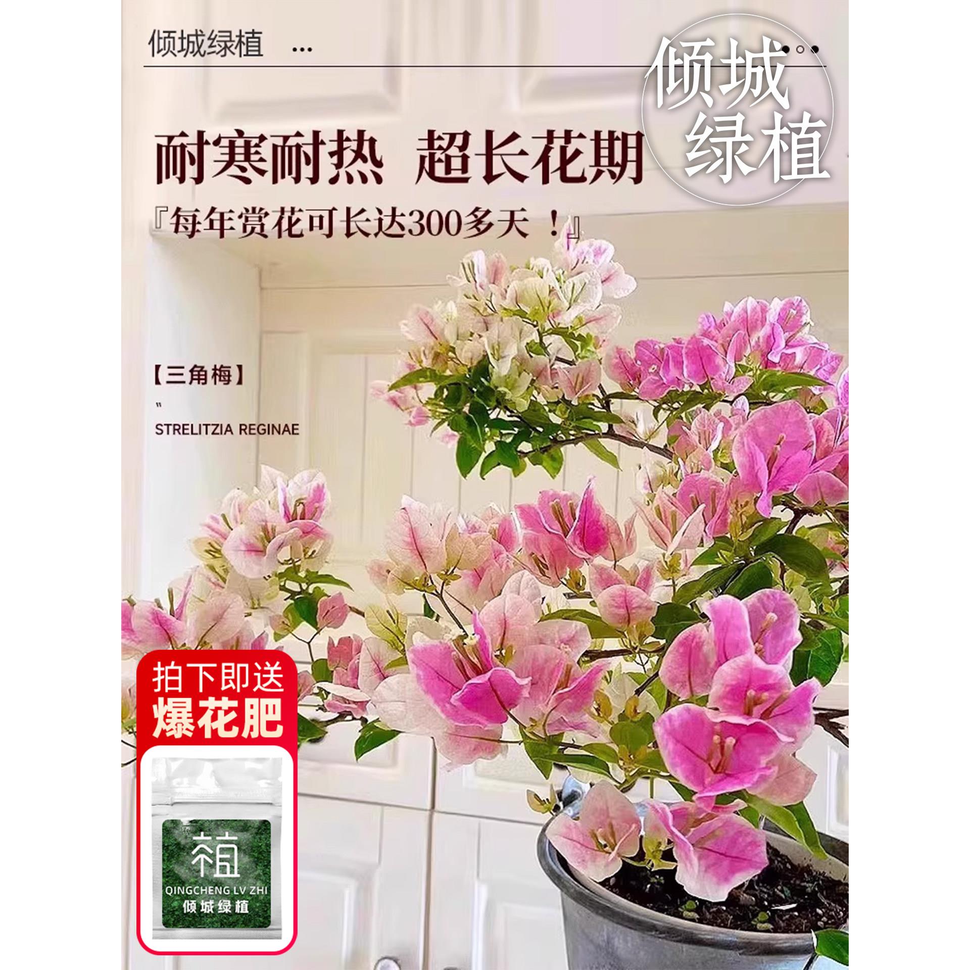 绿樱三角梅老桩带花盆栽爬藤重瓣爆开花大苗漳红樱安格斯庭院植物