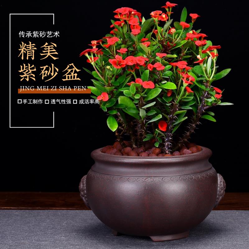 紫砂兰花盆精品透气桌面古典高档盆景文竹发财树金弹子特价中国风