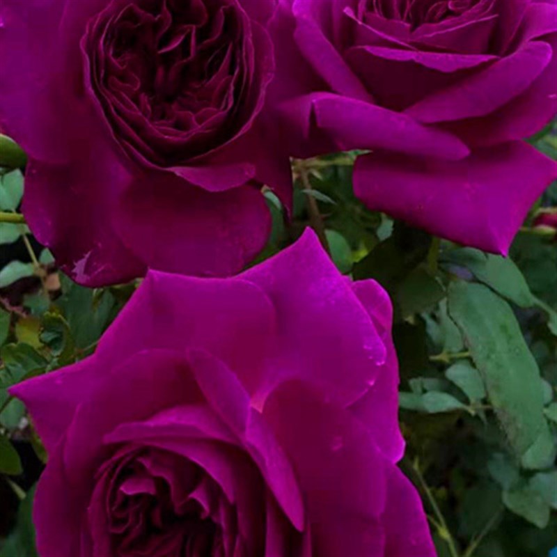 直播专用花苗盆栽蔷薇藤本四季开花好养花卉室内植物微型庭院地载