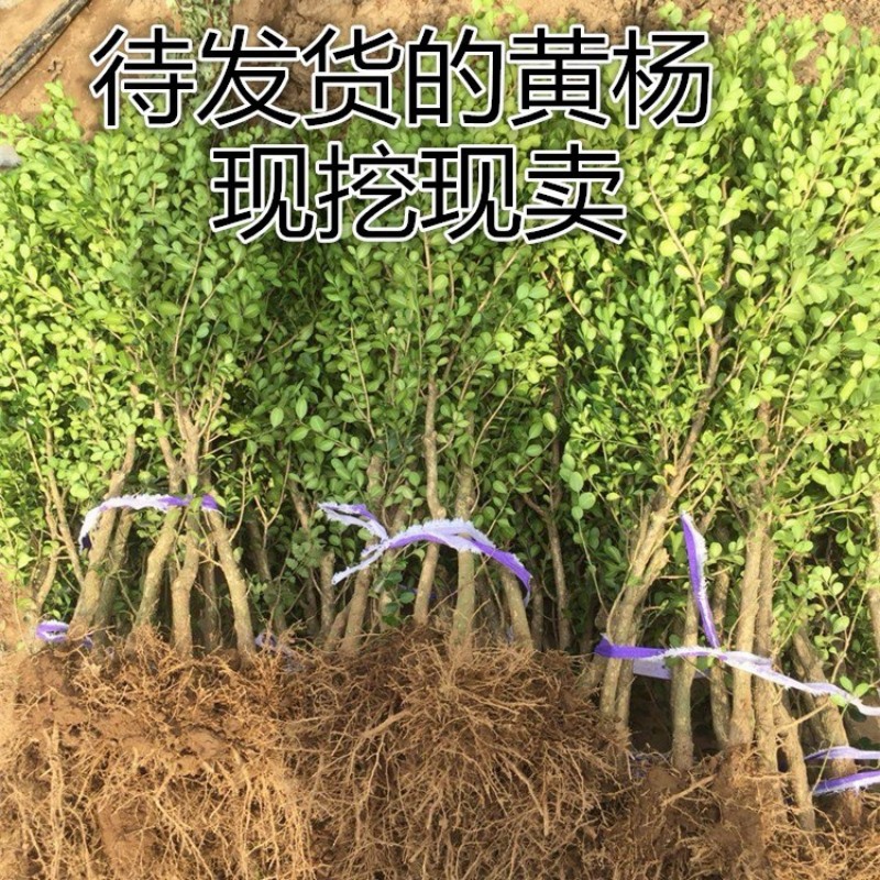 独杆黄杨树苗别墅庭院大型盆景耐寒四季常青易成活小叶瓜子黄杨苗