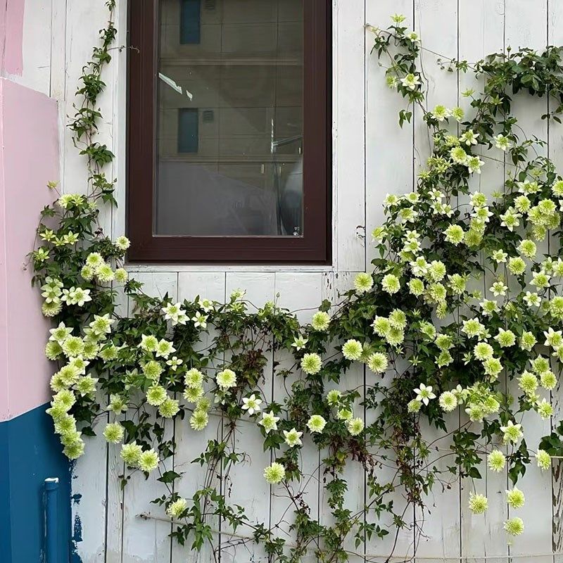 薄荷铁线莲花苗盆栽爬藤藤本皇后重瓣大花丰花多季攀援花卉绿植物,鲜花速递/花卉仿真/绿植园艺,绣球/木绣球/木本植物,淘宝优惠券,粉丝福利购,淘宝优惠卷