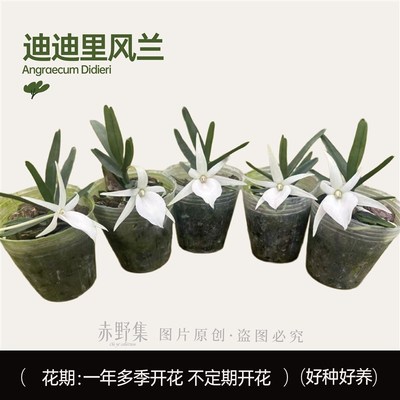 赤野集迪迪里风兰白色兰花花香迷你奇异小众特色花卉植物盆栽