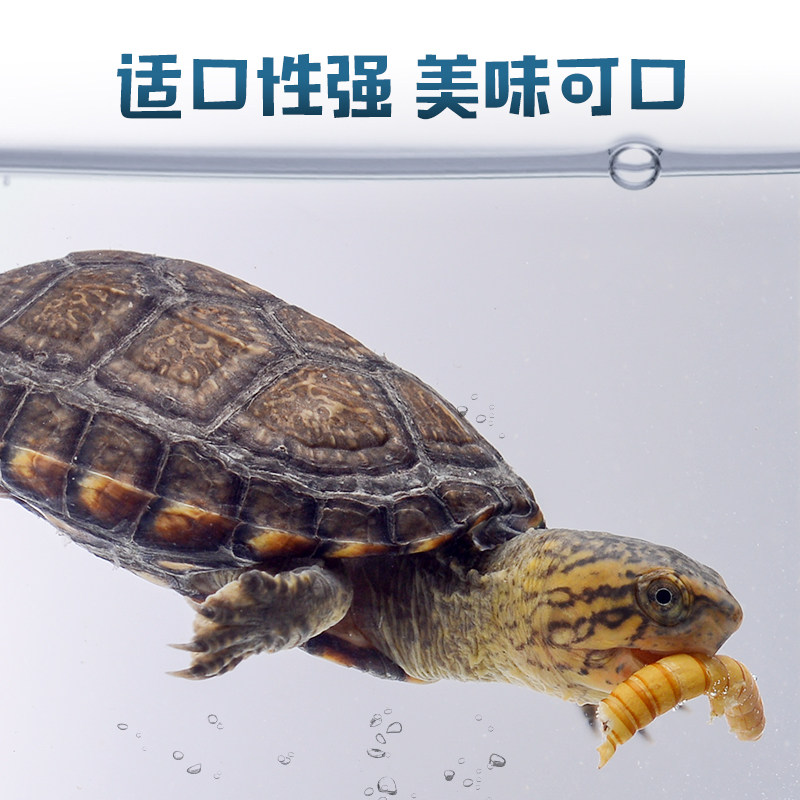 Rep-Shop冻干面包虫干乌龟龙鱼饲料蜥蜴守宫角蛙宠物零食黄粉虫干