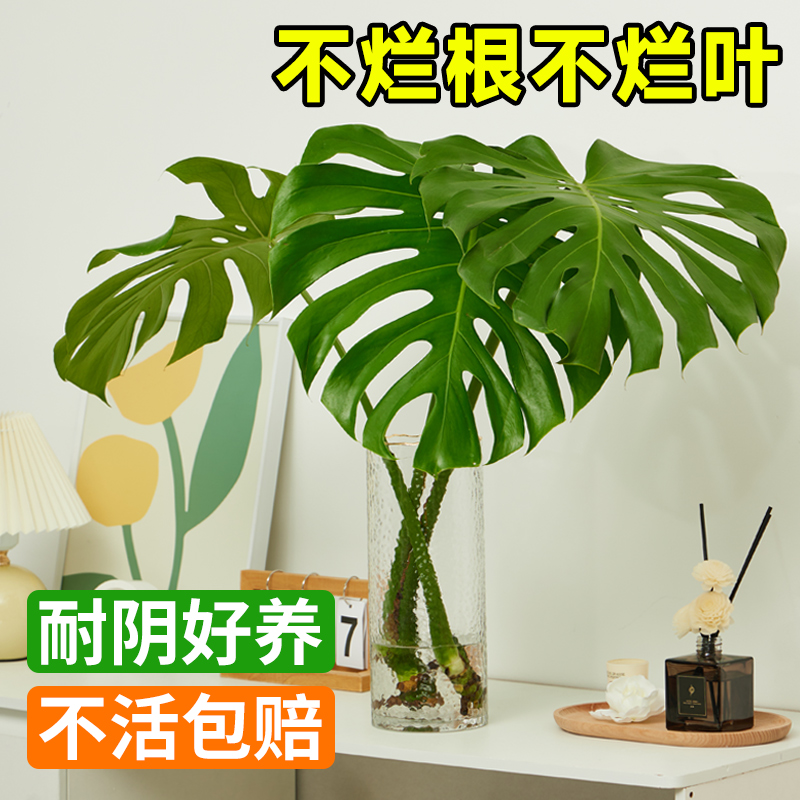 龟背竹盆栽无土纯水培植物高端老桩大叶绿植办公室除甲醛室内好养