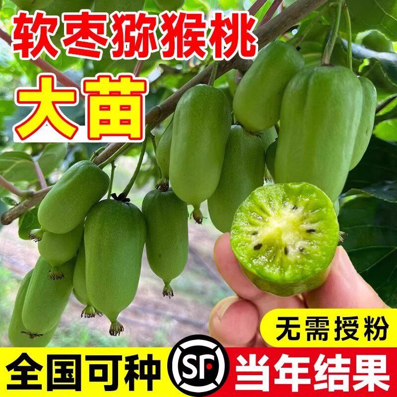 软枣猕猴桃果苗季阳台庭院南方种植带土当年结果