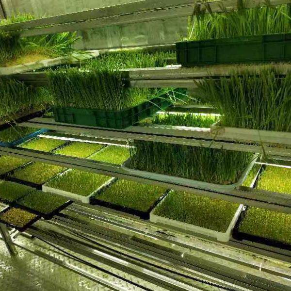 农业水培牧草工厂水培牧草种植大型设备种菜室内无土栽培技术