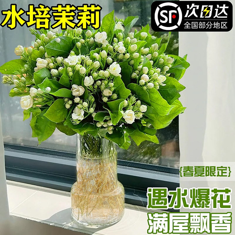 茉莉花盆栽带花苞水培植物办公室内鲜花绿植桌面好养懒人水养花卉