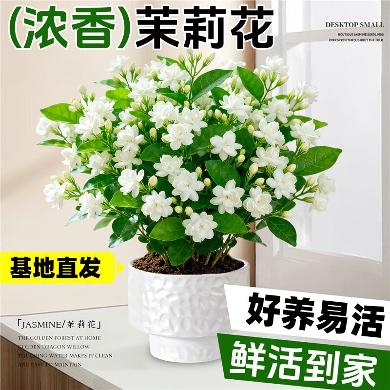 茉莉花盆栽带花苞四季花卉绿植好养办公室开树苗老桩水培植物室内