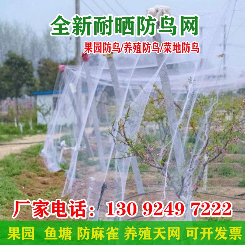 果园防鸟尼龙网 2.0网孔 宽度25米 大棚防鸟网适用于葡萄樱桃与养