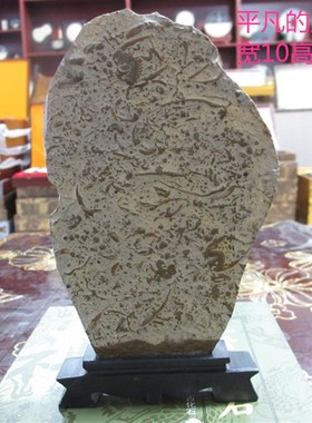 燕子石古生物化石工艺 礼品化石礼收藏品 标叶虫居