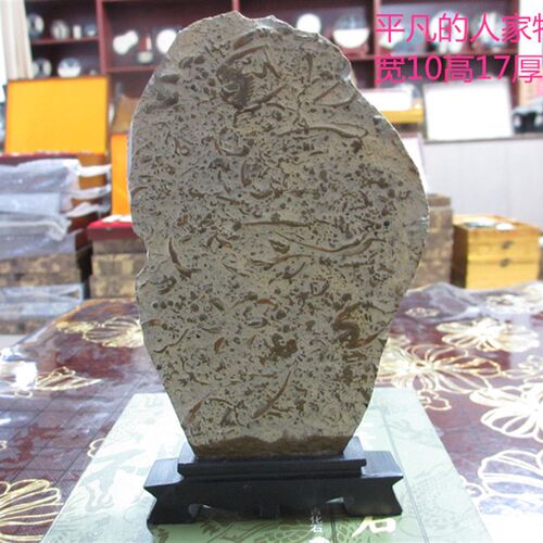 燕子石古生物化石工艺 礼品化石礼收藏品 标叶虫居