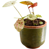 掬涵草木绿复古红陶盆器粗陶透气绿植种园庭院露台多肉